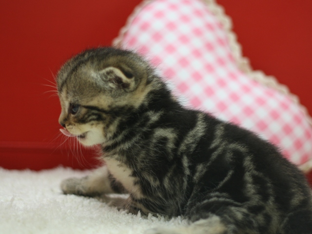 スコティッシュフォールドの子猫画像