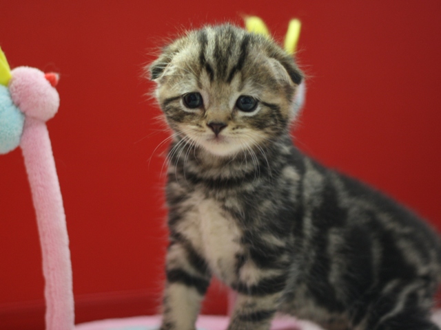 スコティッシュフォールドの子猫画像