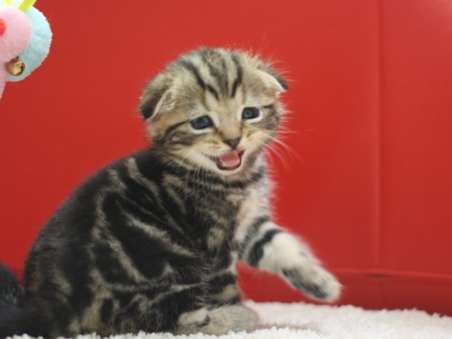 スコティッシュフォールドの子猫画像