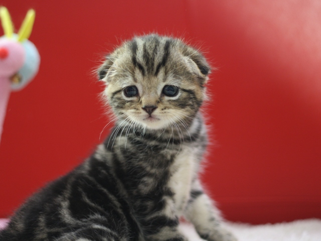 スコティッシュフォールドの子猫画像