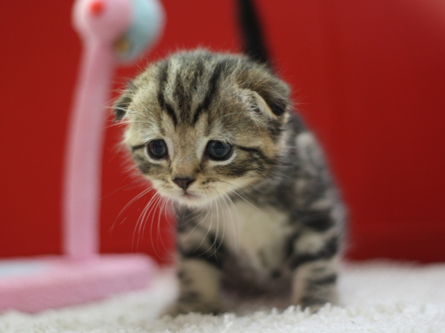 スコティッシュフォールドの子猫画像