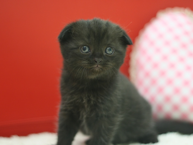 スコティッシュフォールドの子猫画像