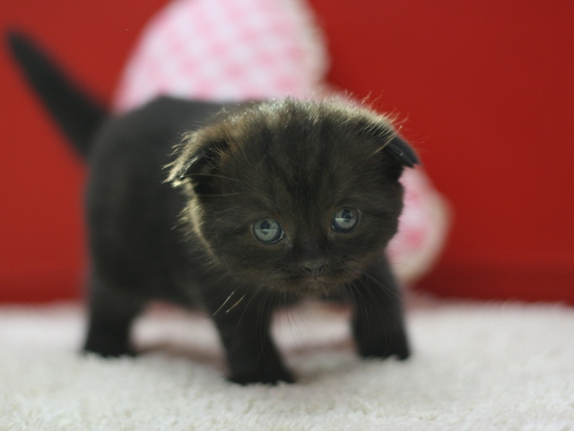 スコティッシュフォールドの子猫画像