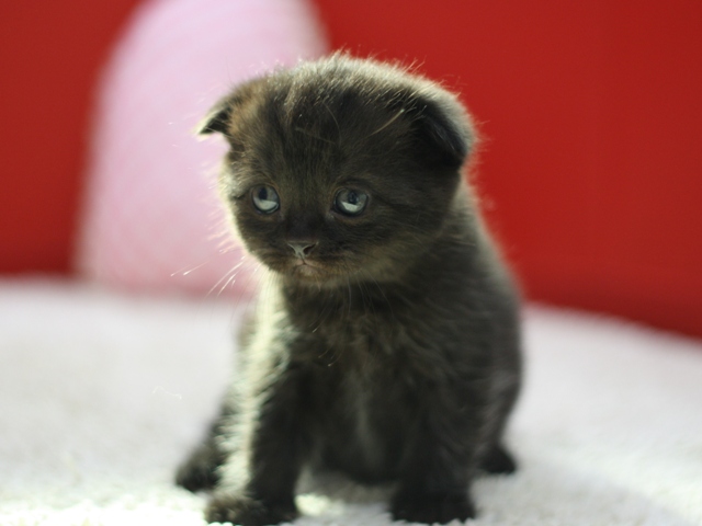 スコティッシュフォールドの子猫画像