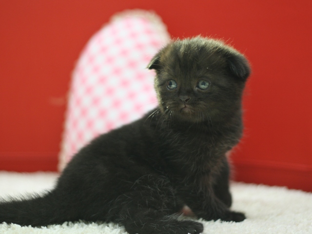 スコティッシュフォールドの子猫画像