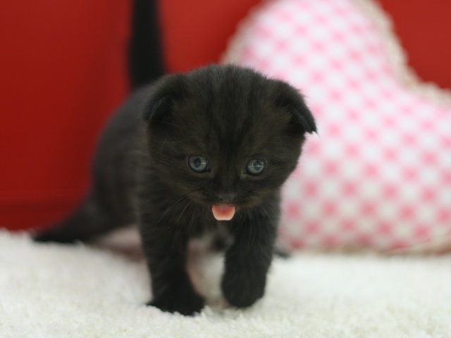 スコティッシュフォールドの子猫画像