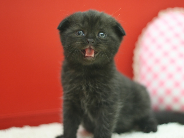 スコティッシュフォールドの子猫画像