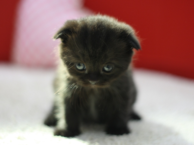 スコティッシュフォールドの子猫画像