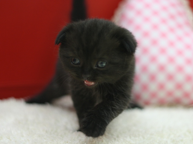 スコティッシュフォールドの子猫画像