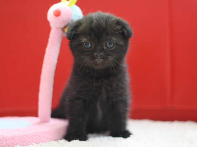 スコティッシュフォールドの子猫画像