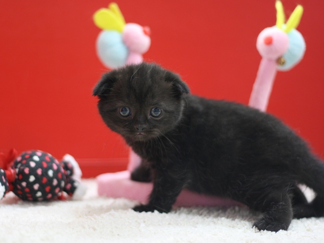 スコティッシュフォールドの子猫画像