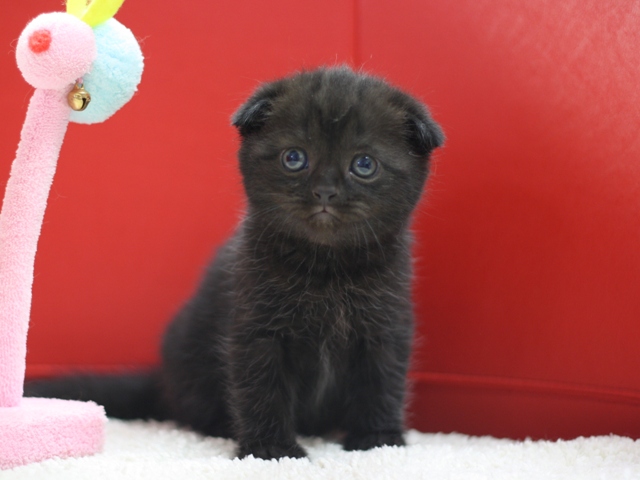 スコティッシュフォールドの子猫画像