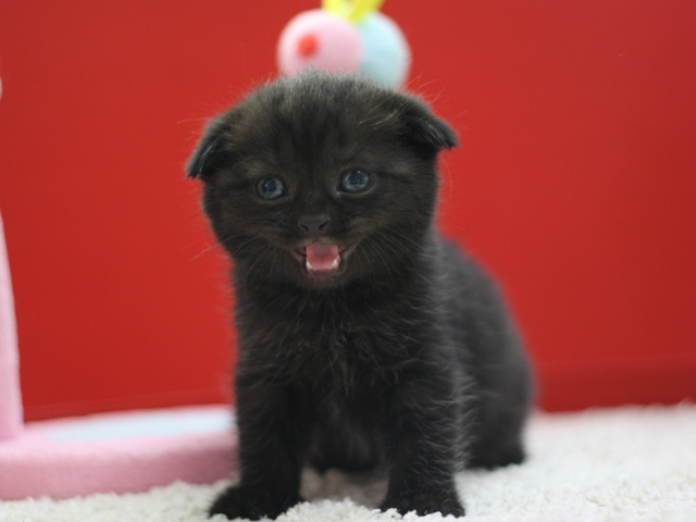 スコティッシュフォールドの子猫画像