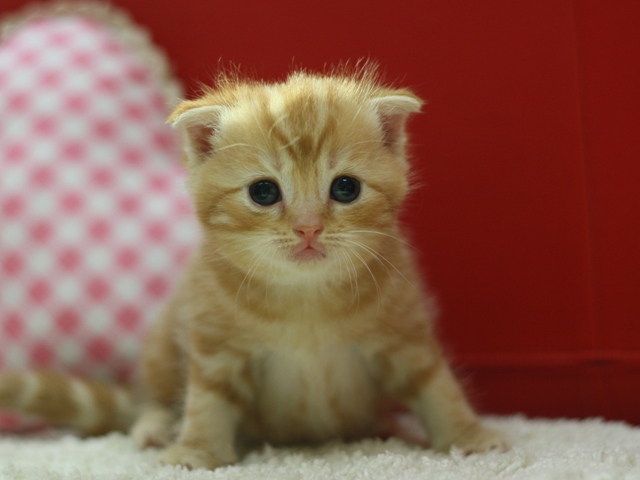 スコティッシュフォールドの子猫画像