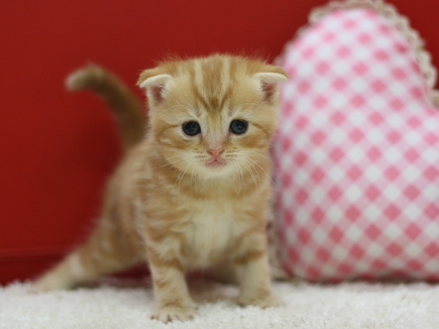 スコティッシュフォールドの子猫画像