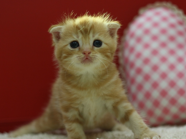 スコティッシュフォールドの子猫画像
