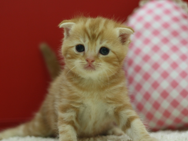 スコティッシュフォールドの子猫画像