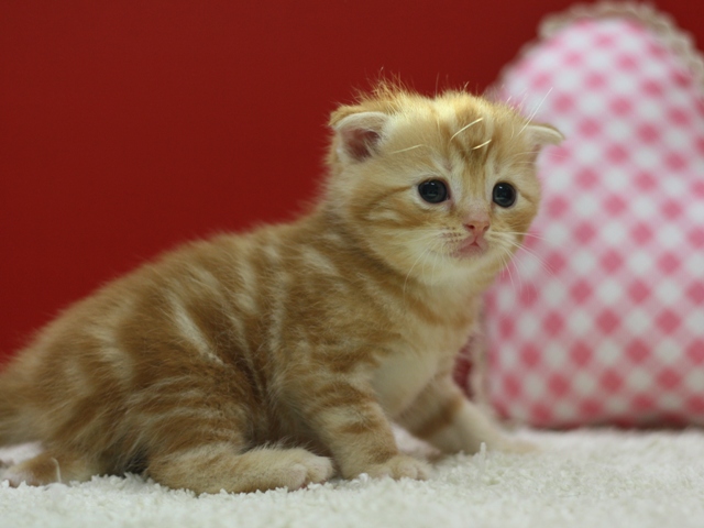 スコティッシュフォールドの子猫画像