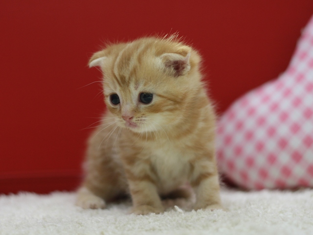 スコティッシュフォールドの子猫画像