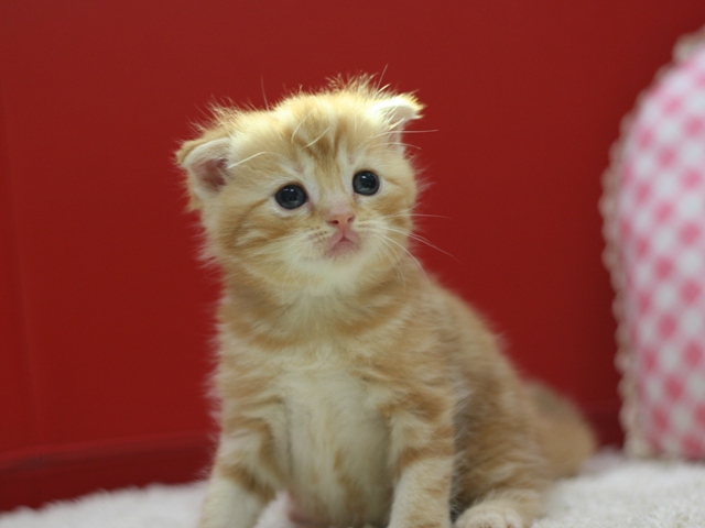 スコティッシュフォールドの子猫画像