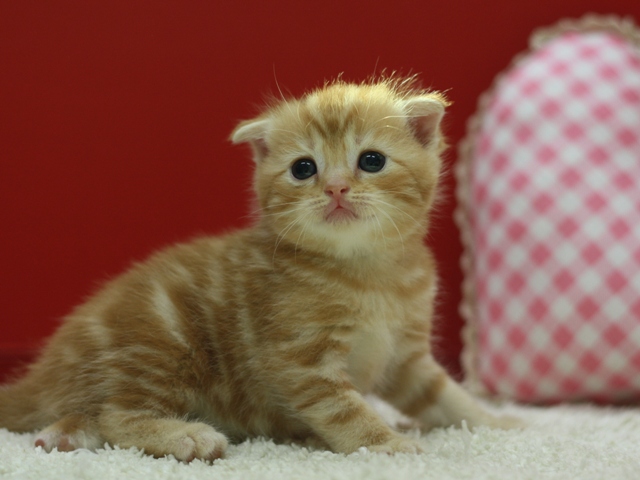 スコティッシュフォールドの子猫画像
