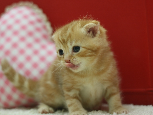 スコティッシュフォールドの子猫画像