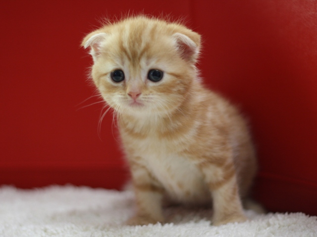 スコティッシュフォールドの子猫画像