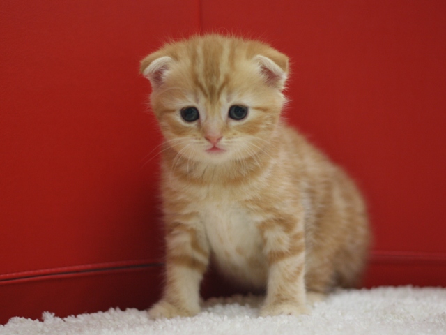 スコティッシュフォールドの子猫画像