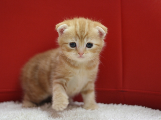スコティッシュフォールドの子猫画像