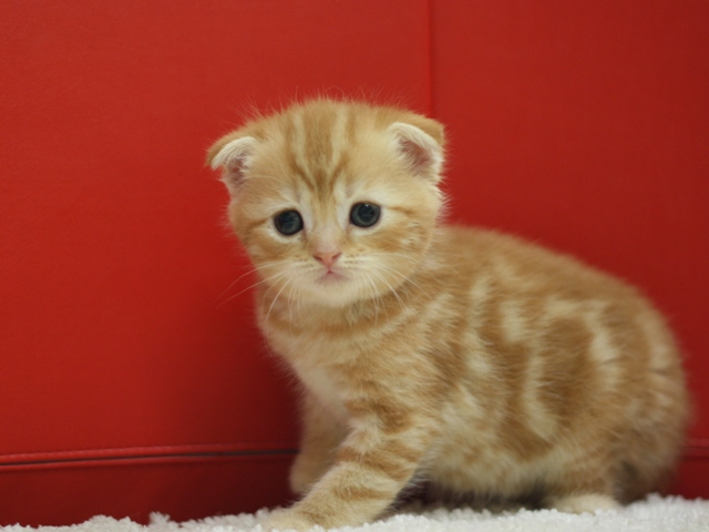 スコティッシュフォールドの子猫画像