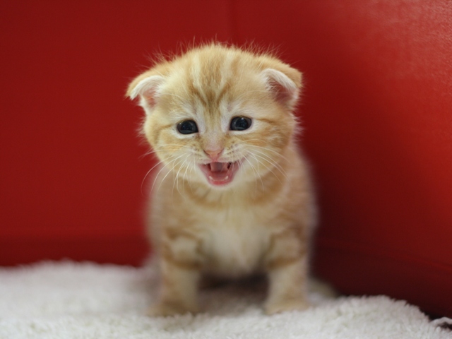 スコティッシュフォールドの子猫画像