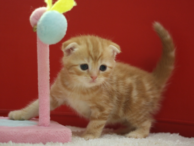 スコティッシュフォールドの子猫画像
