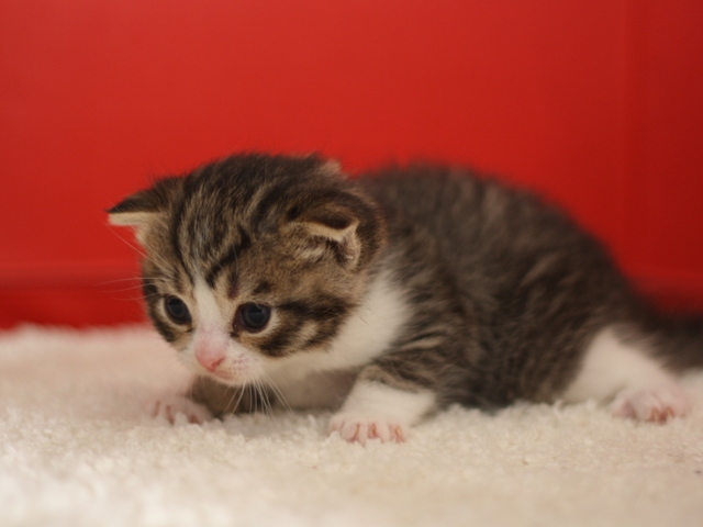 スコティッシュフォールドの子猫画像