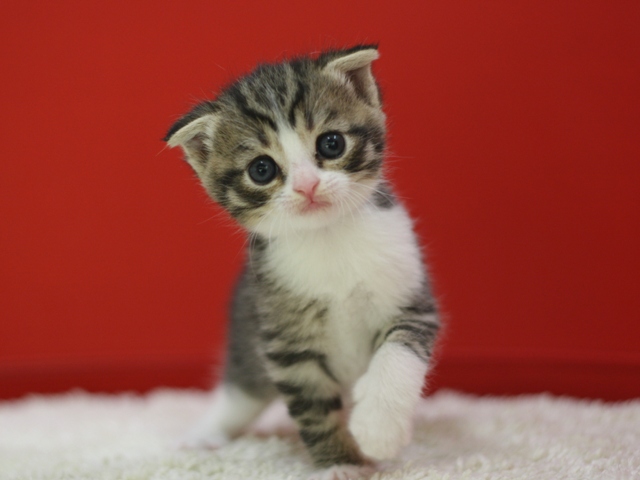 スコティッシュフォールドの子猫画像