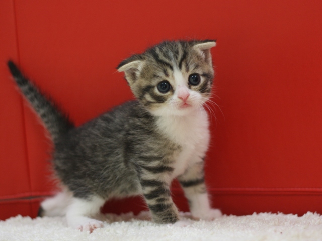 スコティッシュフォールドの子猫画像