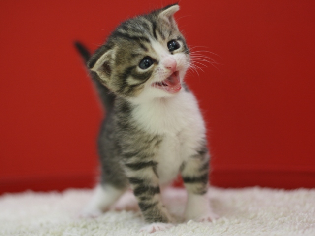 スコティッシュフォールドの子猫画像