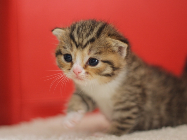 スコティッシュフォールドの子猫画像