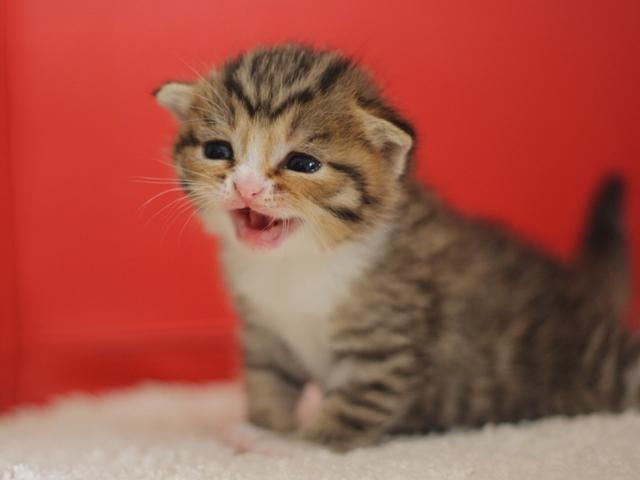 スコティッシュフォールドの子猫画像