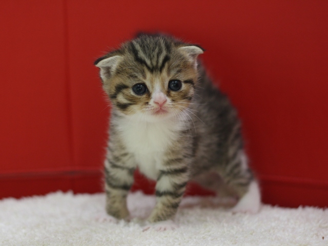 スコティッシュフォールドの子猫画像