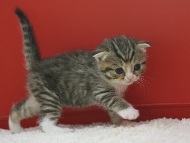 スコティッシュフォールドの子猫画像