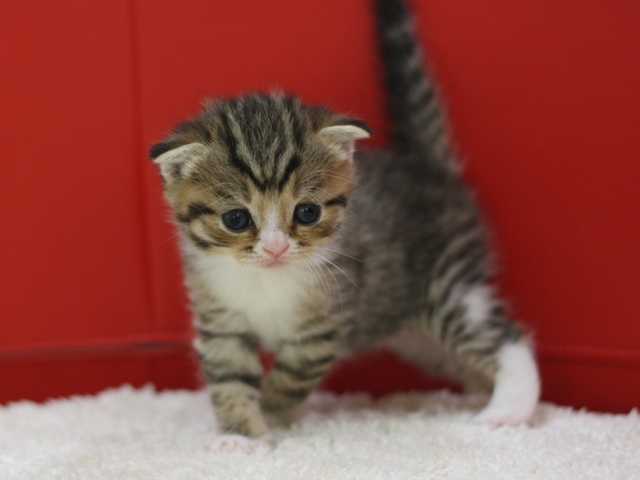 スコティッシュフォールドの子猫画像