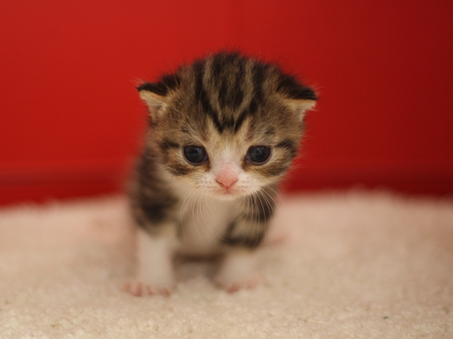 スコティッシュフォールドの子猫画像