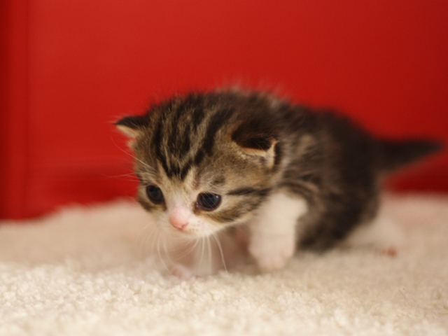 スコティッシュフォールドの子猫画像