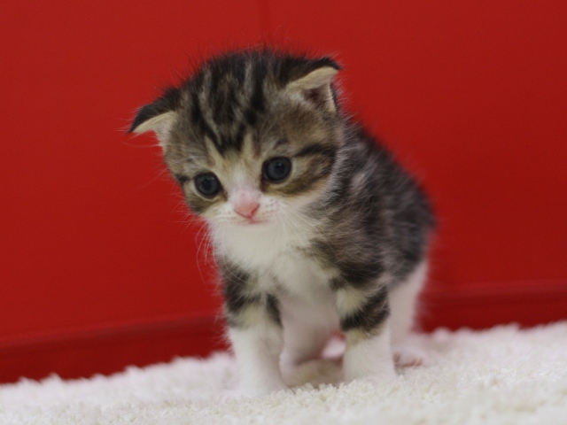 スコティッシュフォールドの子猫画像