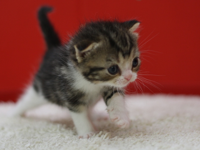 スコティッシュフォールドの子猫画像
