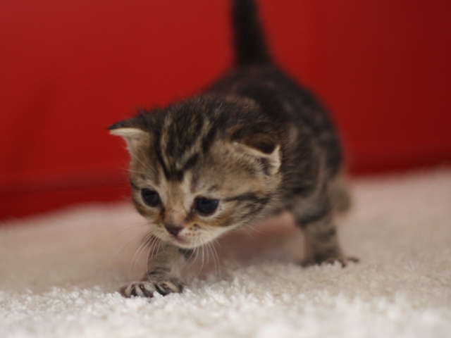 スコティッシュフォールドの子猫画像