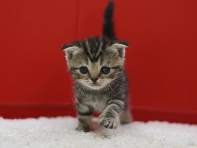 スコティッシュフォールドの子猫画像