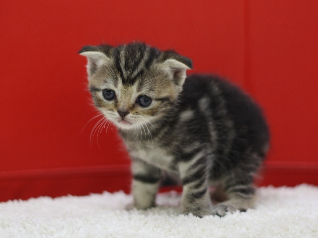 スコティッシュフォールドの子猫画像