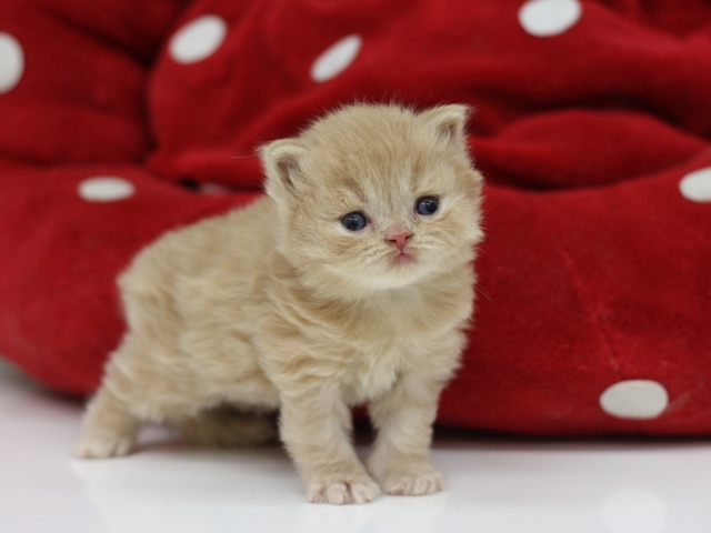 スコティッシュフォールドの子猫画像