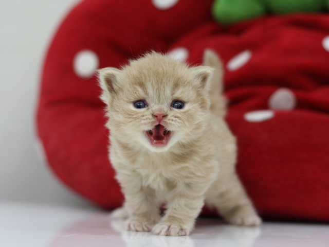スコティッシュフォールドの子猫画像